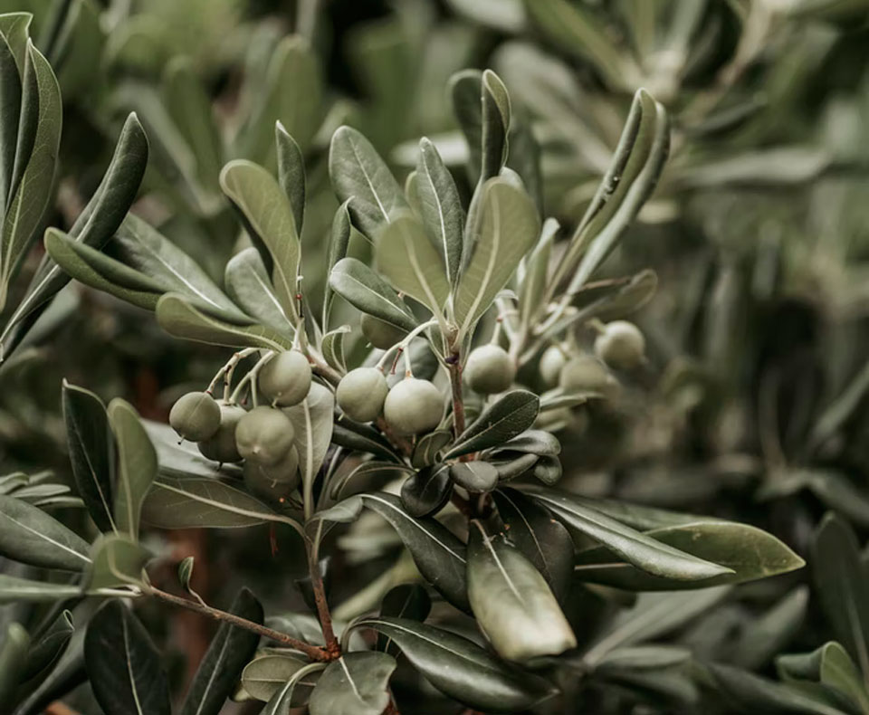 Olio MEI extra-vergine di oliva: dalla Sabina sulla tua tavola